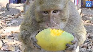 To think you eat the skin of a kiwi?!