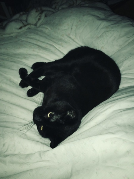 What's your DCat up to today? (Thread 7!)