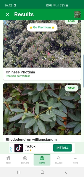Can anyone identify this plant/tree for me?