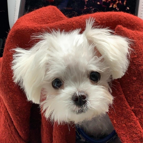 Whose dog is the cutest?