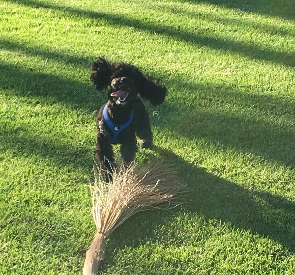 Whose dog is the cutest?
