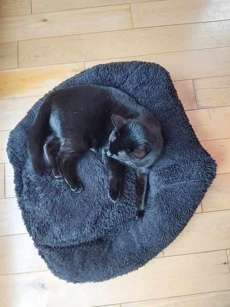 What does your cat identify as?