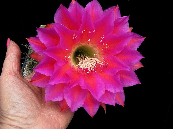 Cactus leaning