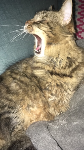 Advice on cat adoption please 🐈
