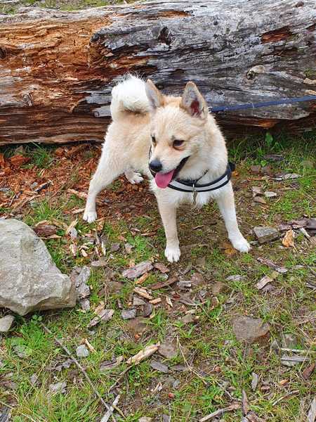 Top tips for grooming a dog who hates it