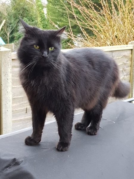 Thug Cat part 2. What, has this thing appeared again tonight?