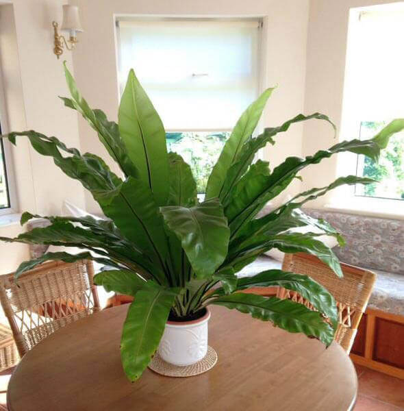 Houseplants - eventual heights
