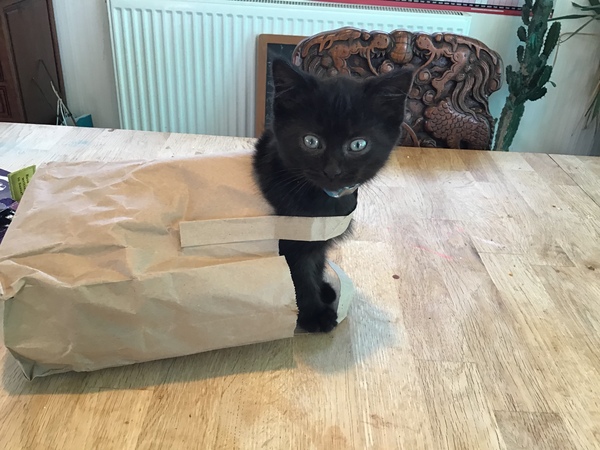 Help us name our kittens *pics*