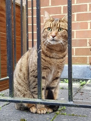 Thug Cat part 2. What, has this thing appeared again tonight?