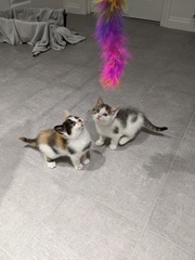 Help us name our kittens *pics*