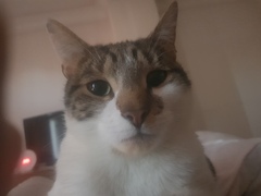 What is your favourite colour of cat ?