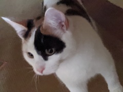 Advice on cat adoption please 🐈