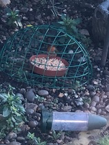 Are these birds taking the piss?