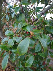 Can anyone identify this plant/tree for me?