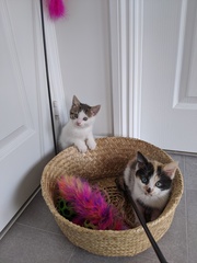 Help us name our kittens *pics*