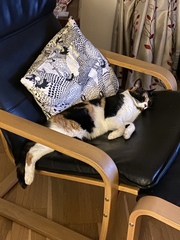 What is your favourite colour of cat ?