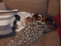 Does anyone own a Jack Russell?!