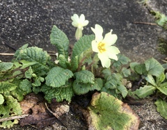 Any Witches Here? Part 10.