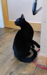 Microchip catflaps with hub and phone app