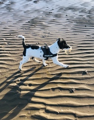Do you think dogs get bored of the same walks?