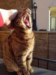 Thug Cat part 2. What, has this thing appeared again tonight?