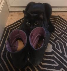 Cat been gone for two days... how to comfort DD?