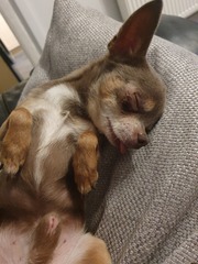 Whose dog is the cutest?