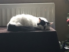 What is your favourite colour of cat ?
