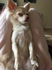 Chihuahua- good pet for 9 year old?