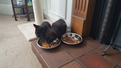 Thug Cat part 2. What, has this thing appeared again tonight?