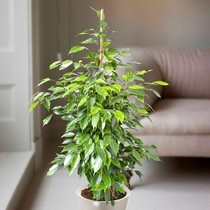 Houseplants - eventual heights
