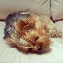 Whose dog is the cutest?