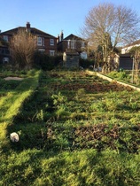 Allotment/Veg Patch Thread 14 ! growing into summer