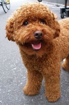 Going to look at a cockerpoo puppy this morning