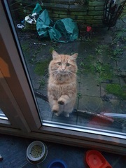 To wish people would stop trying to rescue other people's pet cats?