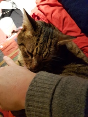 Thug Cat part 2. What, has this thing appeared again tonight?