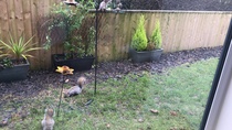 Are these birds taking the piss?