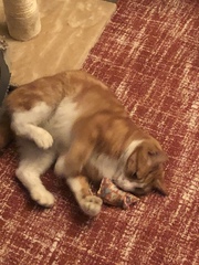 Mollies Mice. Best cat toys ever!
