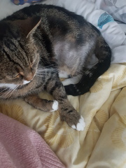 Really worried about my balding cat