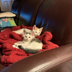 Parents of anxious kids/teens support thread(part 2)