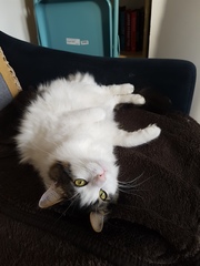 What breed could my cat be?