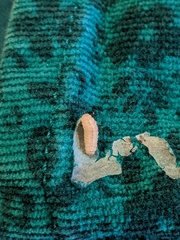 What is this larvae?!
