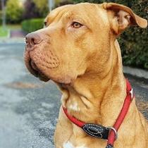 To report someone who has a pitbull?