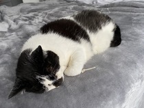 Mollies Mice. Best cat toys ever!