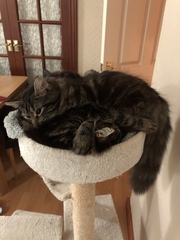 Cat chat - The Ollie and Paws show, with extra Little K drama