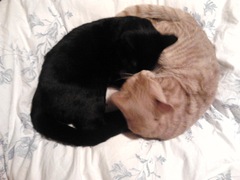 Thug Cat part 2. What, has this thing appeared again tonight?