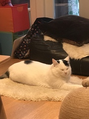 Why is it only kitten pairs in rescues?