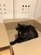 New kittens- changing food and helping timid cat