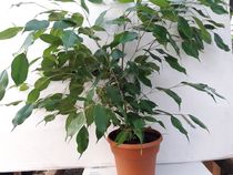 Houseplants - eventual heights
