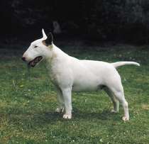 To report someone who has a pitbull?